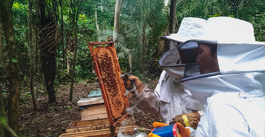 Conoce la abeja sin aguijón que produce miel medicinal en Ucayali Perú