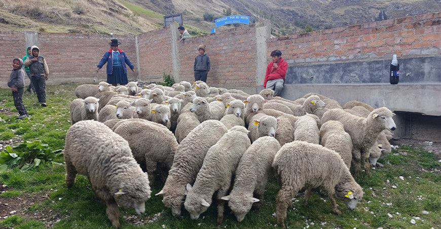 Entregaron ovinos de alta calidad genética a asociación de Pachamarca Huancavelica Perú