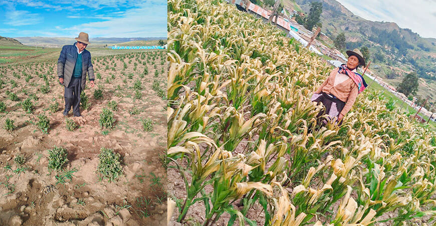 Midagri Seguro Agrícola Catastrófico productores Junín