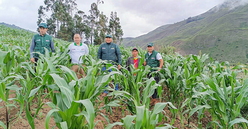 Agro Rural fortalece producción de cultivo de maíz