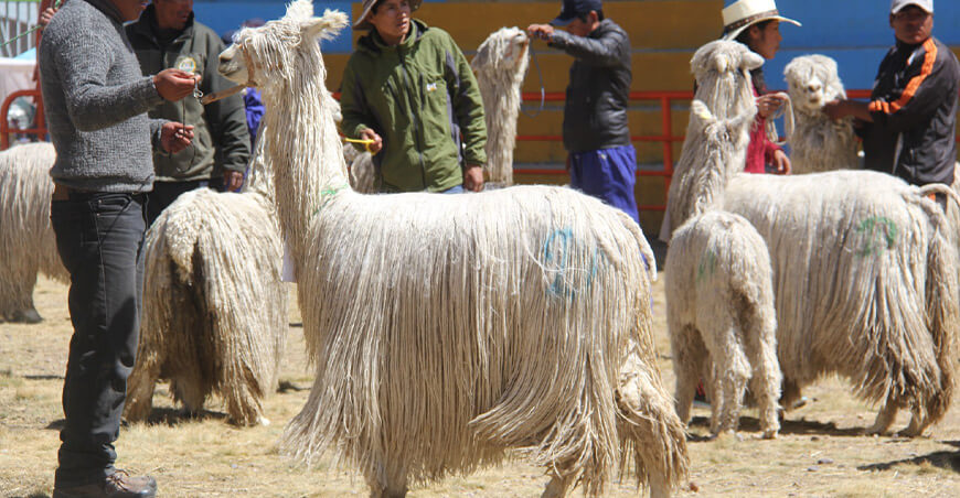alpacas Suri