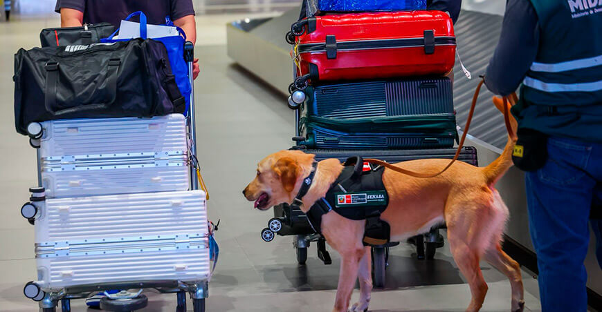Labor de la Brigada Canina del Senasa previene el ingreso de plagas y enfermedades al país