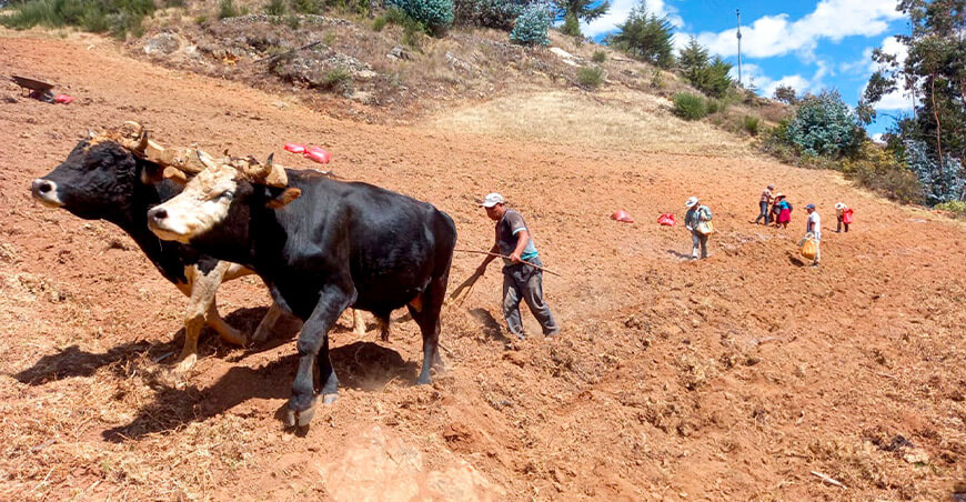 Política Regional de la Agricultura Familiar La Libertad campaña agrícola productores siembra