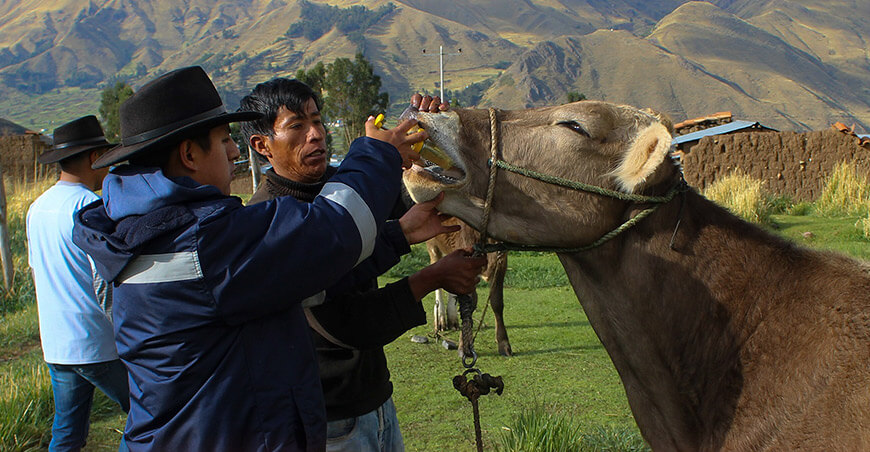 Campaña de desparasitación protege ganado vacuno en Maranganí Cusco Perú