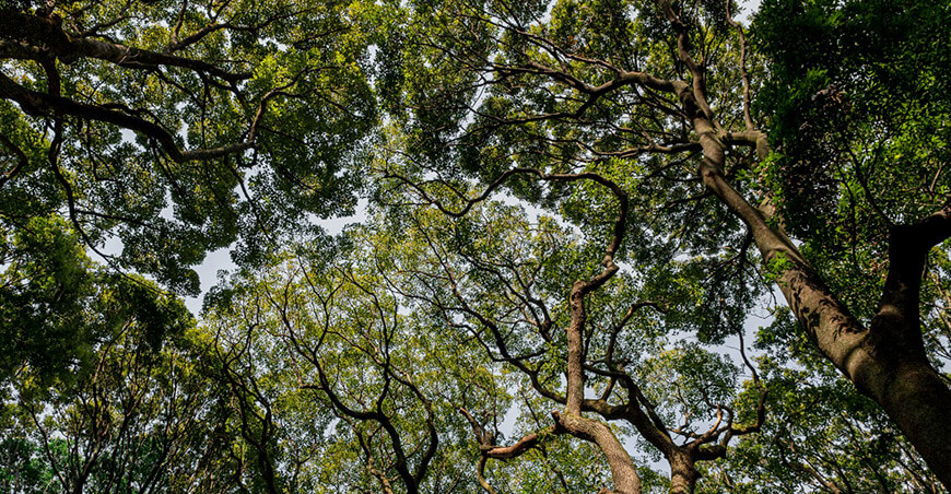 Perú amplía la certificación forestal sostenible en la Amazonía