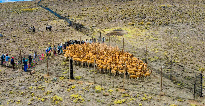 chaccu vicuñas Junín Perú