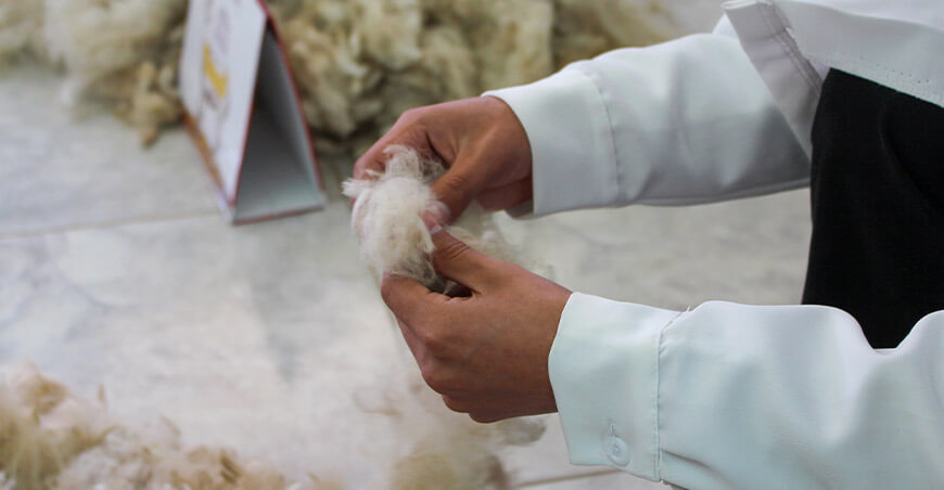 citecamélidos Puno charla efecto de la raza, edad, sexo y color en la fibra alpaca