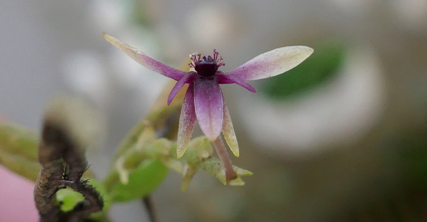 Serfor lidera la conservación e investigación de orquídeas en el Perú