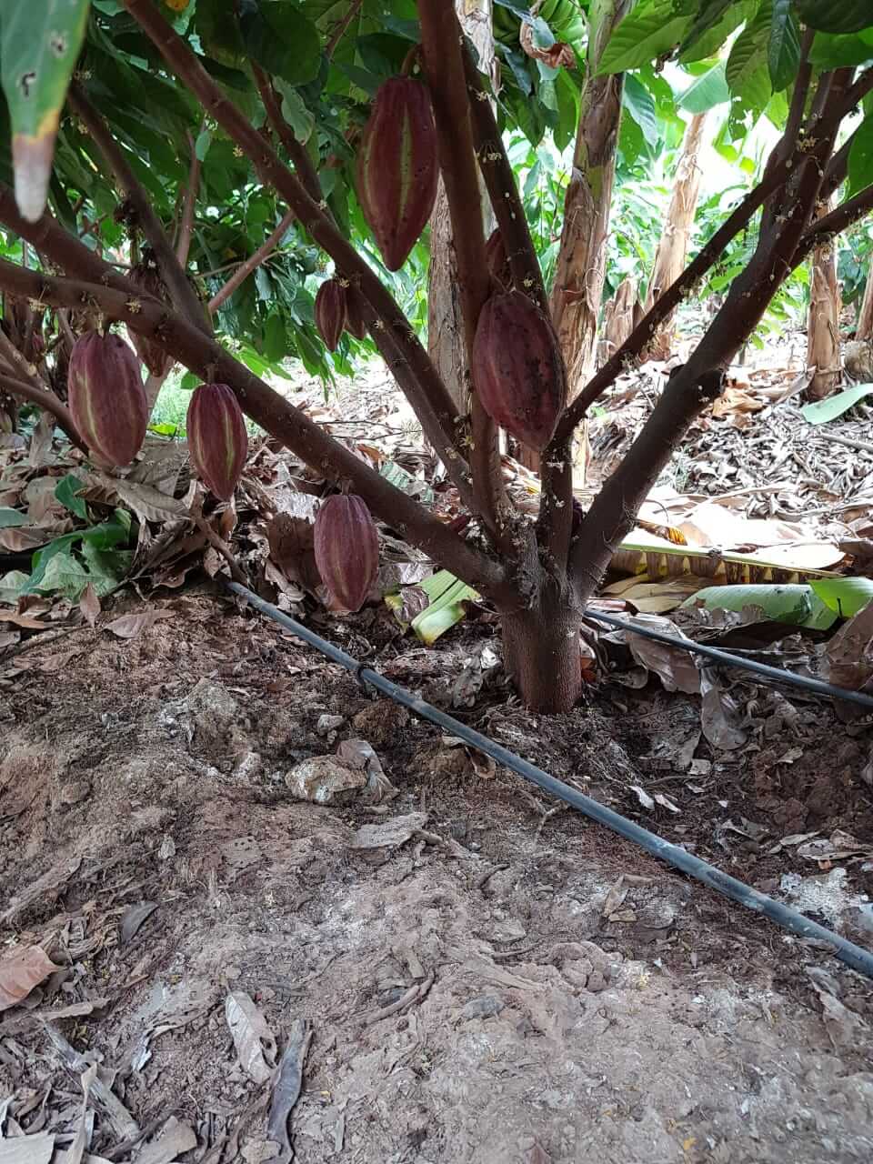 riego en el cultivo de cacao Perú