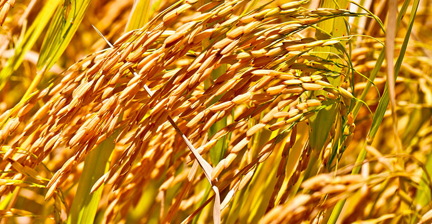 cultivo de arroz Perú