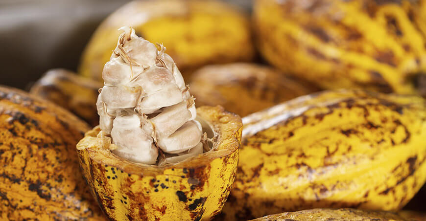 cultivo de cacao Perú