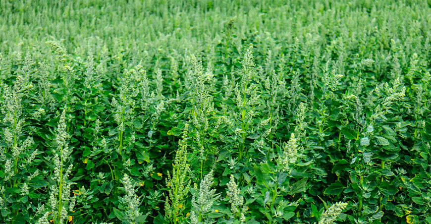 cultivo de quinua Perú