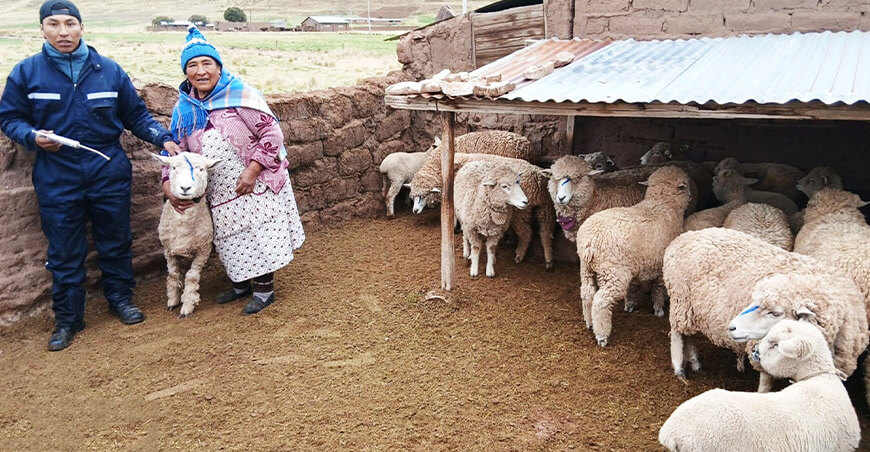 Puno protege a 150 000 ovinos con campaña de desparasitación