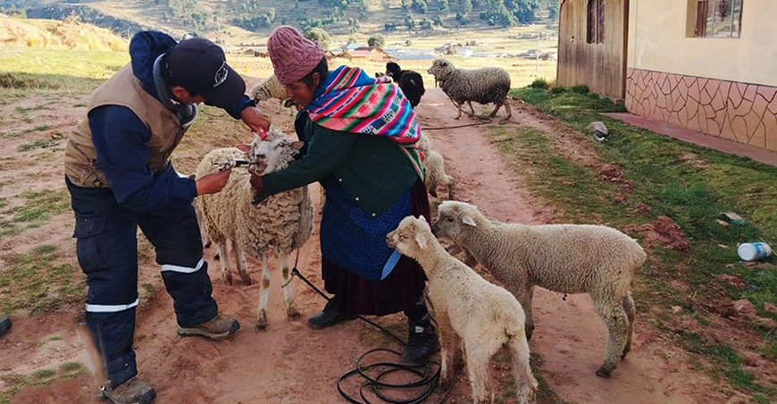 Puno protege a 150 000 ovinos con campaña de desparasitación