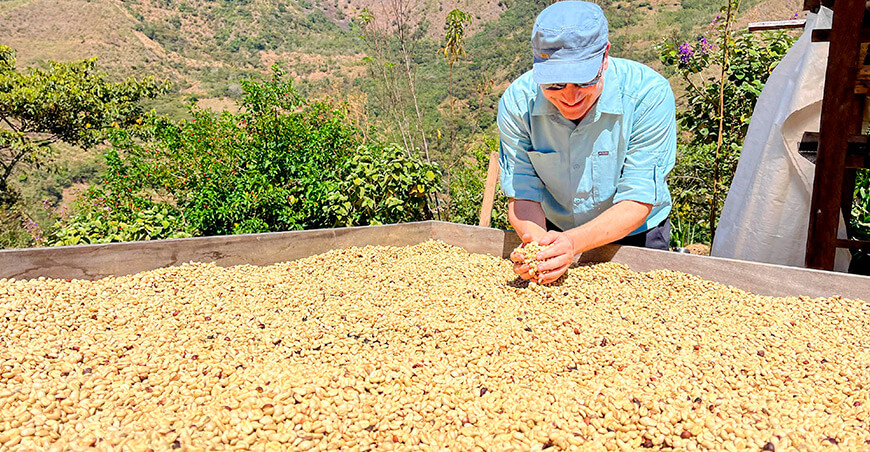 Cafés cusqueños del desarrollo alternativo clasifican a la etapa final de la Golden Cup Perú 2025 Devida Perú