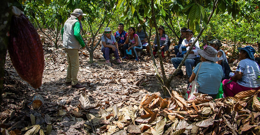 Devida impulsa prácticas sostenibles entre productores de cacao de Mazamari y Río Tambo en Junín Perú