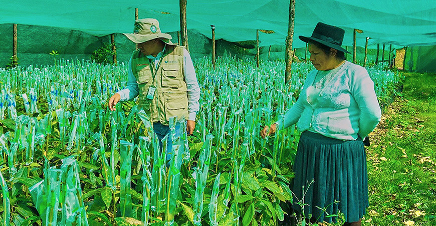 Trabajo articulado fortalece la producción de palto en Andaymarca Huancavelica Perú
