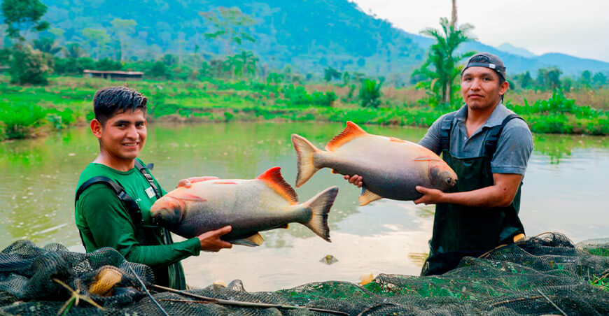 Devida inició proceso de reproducción de peces paco en Junín