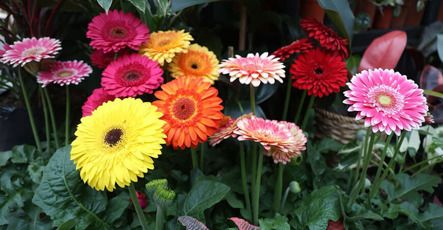 Quinta edición del Día Nacional de las Flores busca reactivar la floricultura del Perú