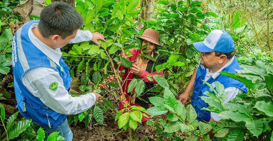 DRA Piura capacitación productora de café