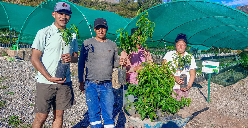 Entregaron plantones de duraznero y ciruelo a productores de Anco Huallo Apurímac Perú