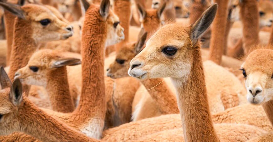 esquila chaccu vicuñas Junín Perú