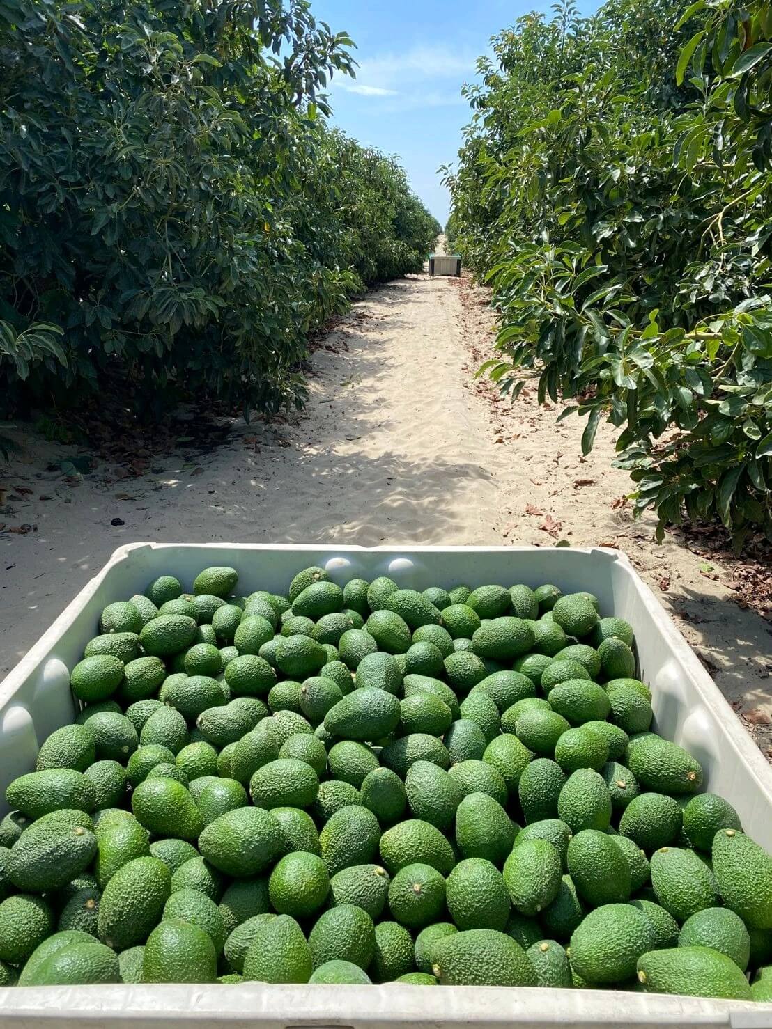 Perú exportación de palta Hass peruana
