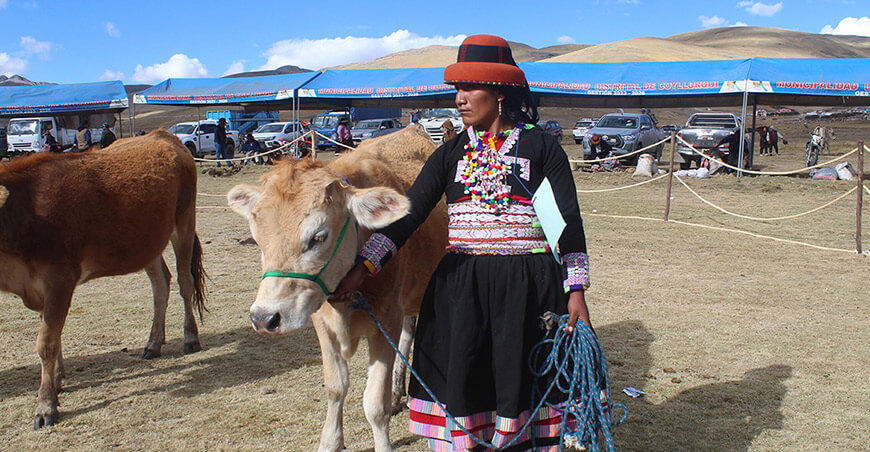 Feria agropecuaria juzgamiento ganado vacuno Coyllurqui Apurímac