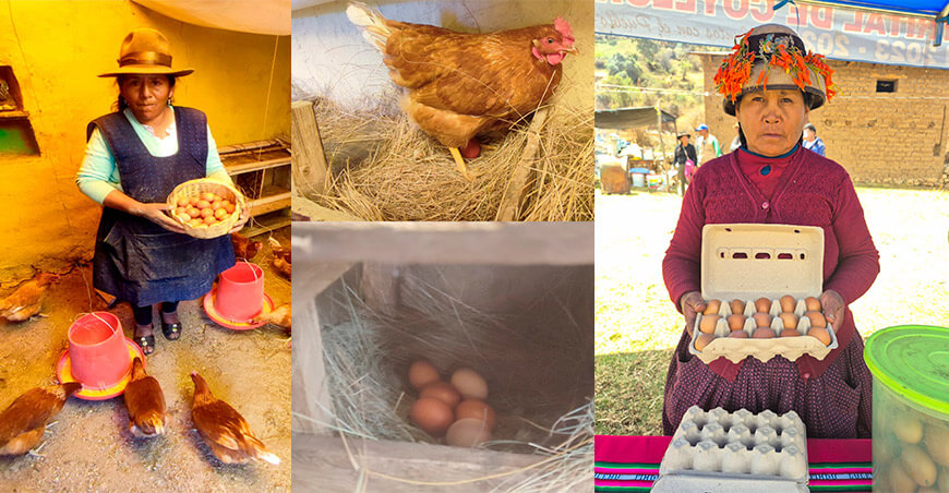 Feria de las Gallinas Felices Coyllurqui Apurímac Perú