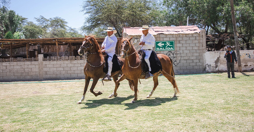 Feria Ganadera Internacional Lambayeque caballos de paso