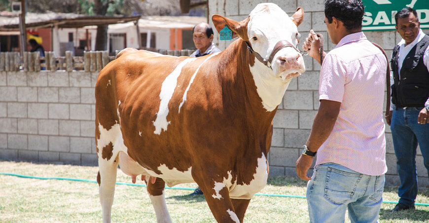 Feria Ganadera Internacional Lambayeque ganado vacuno Perú