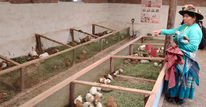 productora de cuy Moquegua Foncodes Perú