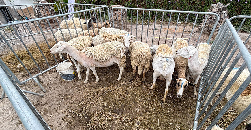 Arequipa apuesta por la mejora genética de ovinos para elevar la calidad cárnica