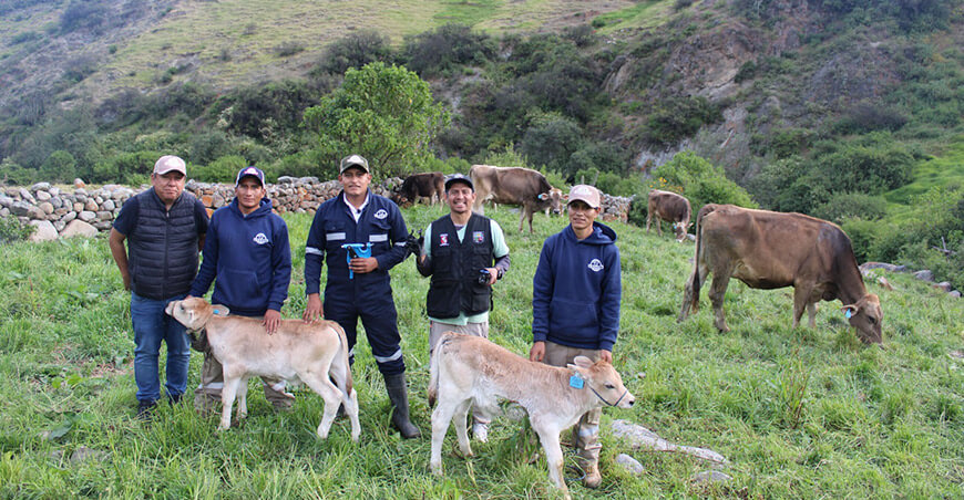 ganadería bovina lechera Ocros Áncash Perú