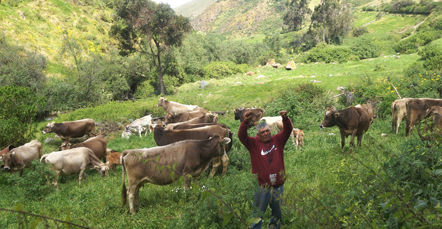 ganadería bovina lechera Ocros Áncash Perú