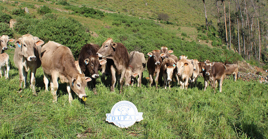 ganadería bovina lechera Ocros Áncash Perú