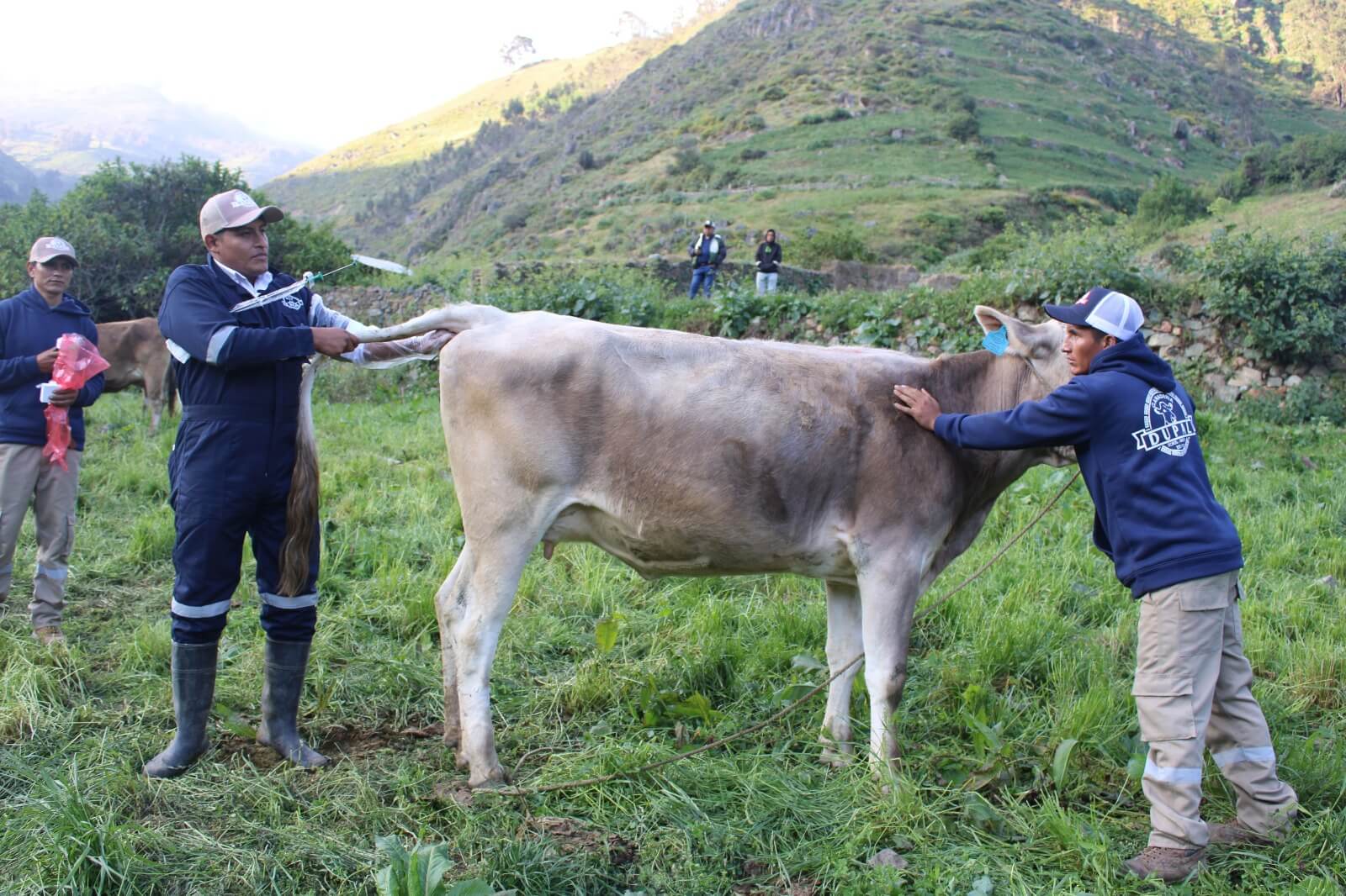 ganadería bovina lechera Ocros Áncash Perú