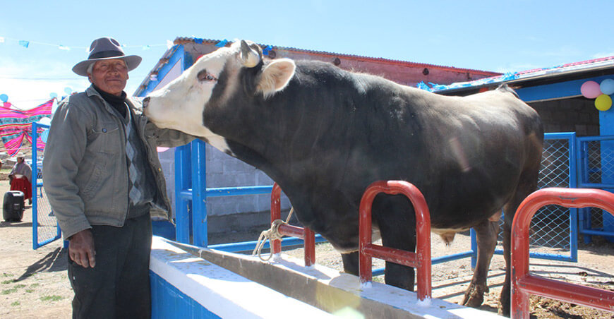 Productores de Ácora recibieron módulo de engorde para fortalecer la ganadería local Puno