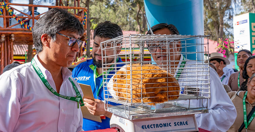 Día Nacional del Cuy: Huarmey impulsa la crianza tecnificada con 3000 reproductores de razas mejoradas