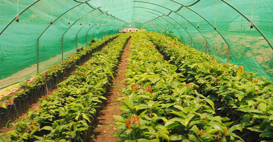 Injertan más de 75 000 plantones de cacao en Yanatile Cusco Perú