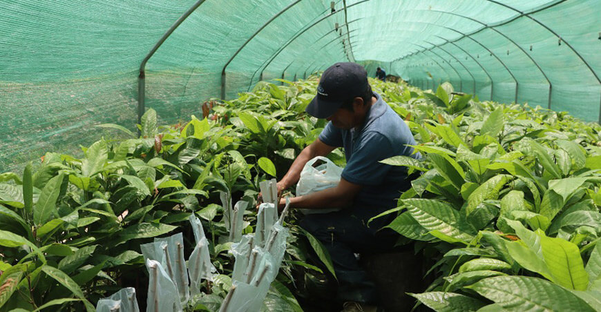 Injertan más de 75 000 plantones de cacao en Yanatile Cusco Perú