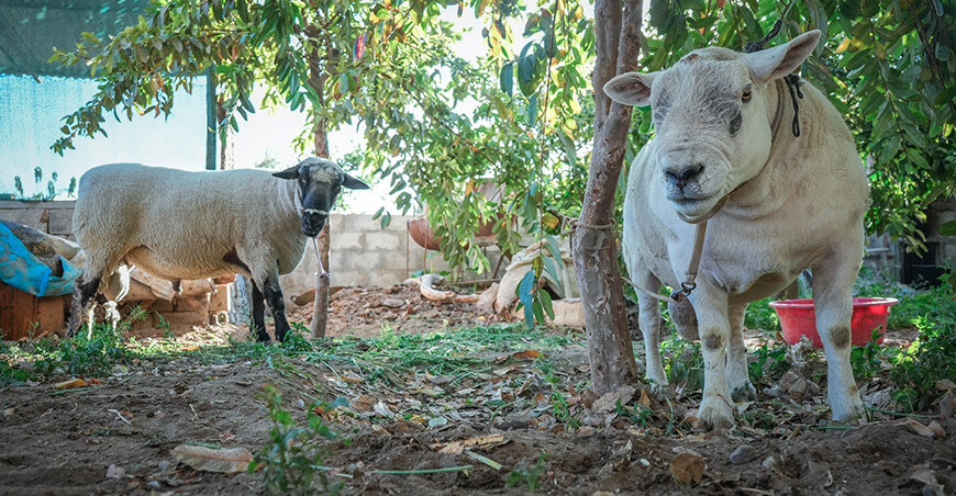 Impulsan la inseminación artificial en ovinos en Caylloma Arequipa Perú