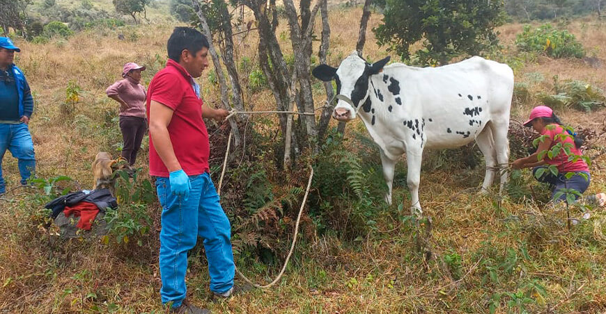 Programa de inseminación artificial beneficia a 65 ganaderos de Ayabaca Piura