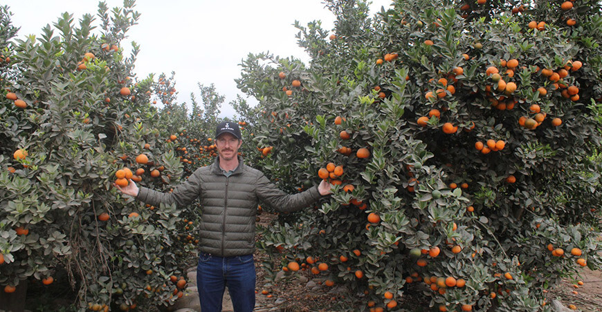 Superproducción: Ing. Jorge Ducassi, CEO de Vida al Suelo, muestra plantas cargadas de frutos de mandarina, resultado de la fertilización con pellets inteligentes.
