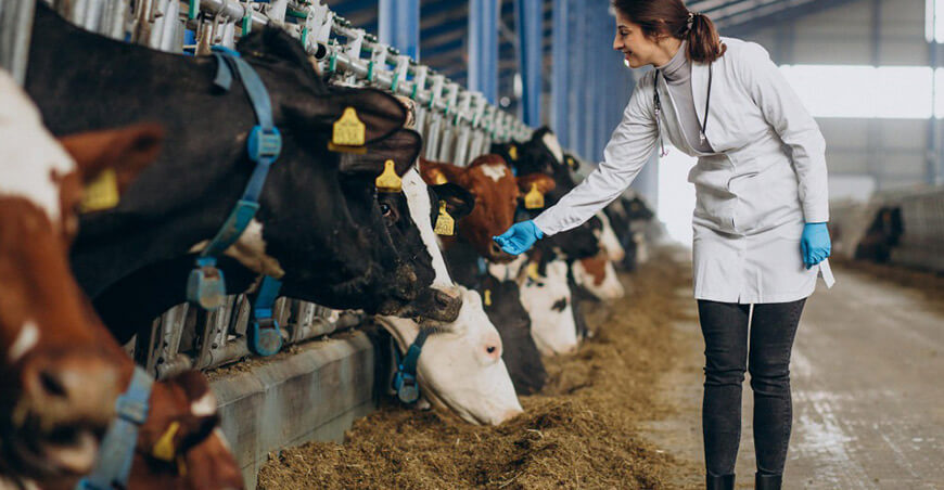 MSD Animal Health Perú impulsa la ganadería lechera con ordeño inteligente