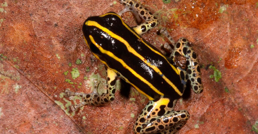 Descubren nueva especie de rana en el Parque Nacional Alto Purús