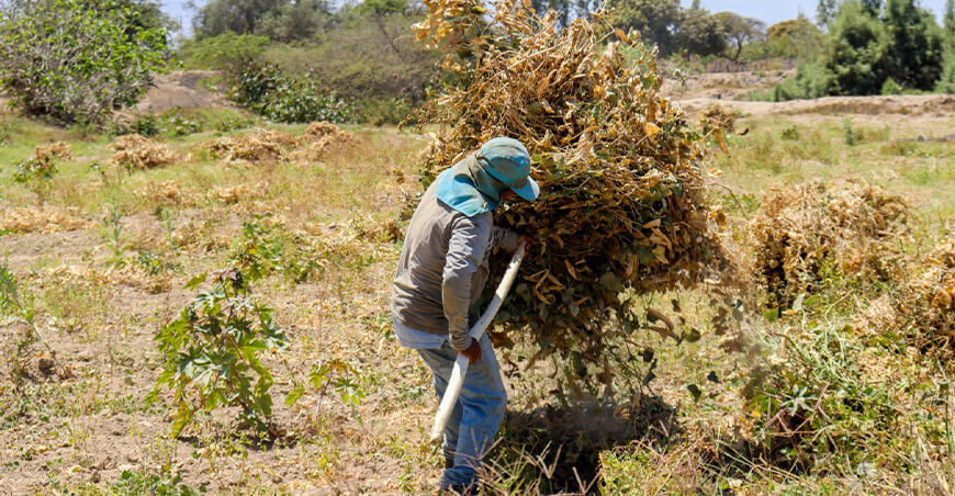 Ocucaje celebrará su cultura con la trilla del pallar y la carrera de burros XXXI Festival de la Menestra Ica Perú