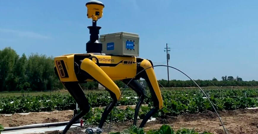 Perros robots revolucionan el control de cultivos en el agro