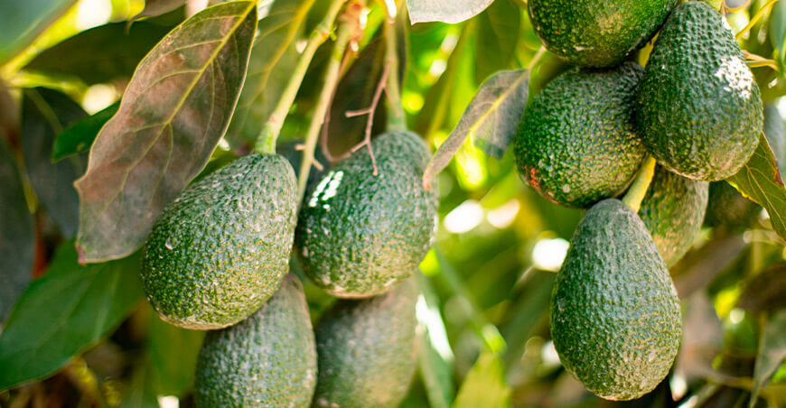 Perú cultivo de palta Hass