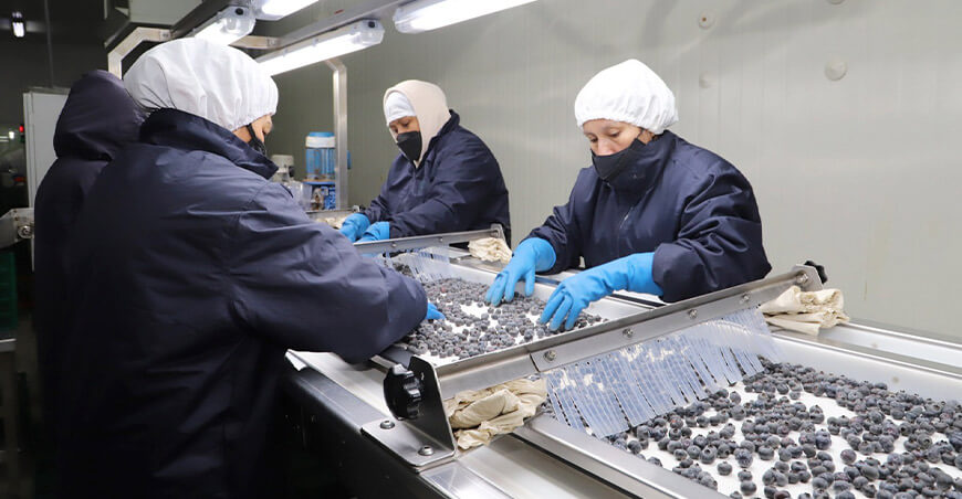 Perú exportación arándanos peruanos